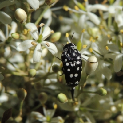 Mordella dumbrelli (Dumbrell's Pintail Beetle) at Pollinator-friendly garden Conder - 8 Jan 2023 by michaelb