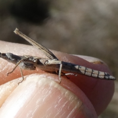 Keyacris scurra (Key's Matchstick Grasshopper) at Borough, NSW - 25 Jul 2023 by Paul4K