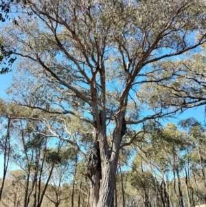 Eucalyptus macrorhyncha at Yass River, NSW - 24 Jul 2023