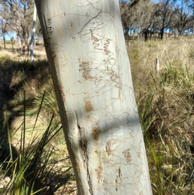 Eucalyptus rossii (Inland Scribbly Gum) at Yass River, NSW by 120Acres