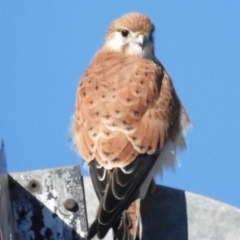 Falco cenchroides (Nankeen Kestrel) at Mount Painter - 26 Jul 2023 by JohnBundock