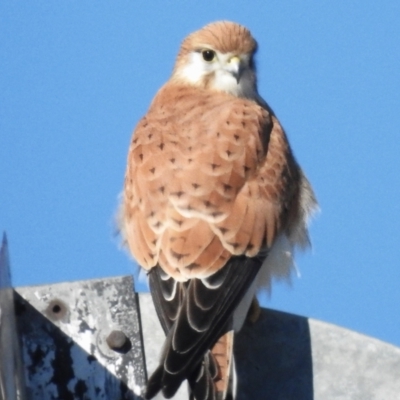 Falco cenchroides (Nankeen Kestrel) at Cook, ACT - 26 Jul 2023 by JohnBundock