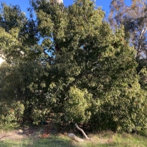 Brachychiton populneus at Hackett, ACT - 25 Jul 2023 03:33 PM