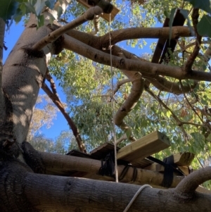 Brachychiton populneus at Hackett, ACT - 25 Jul 2023