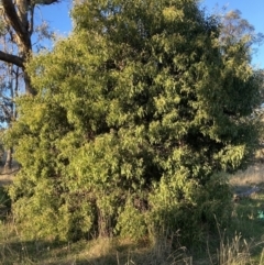 Acacia melanoxylon (Blackwood) at Hackett, ACT - 25 Jul 2023 by waltraud