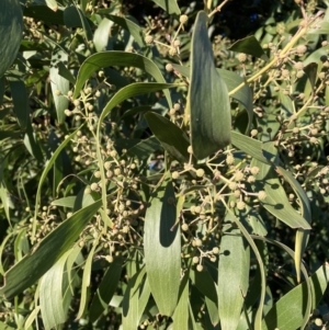 Acacia melanoxylon at Hackett, ACT - 25 Jul 2023