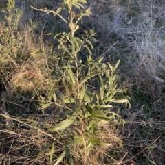 Acacia melanoxylon at Hackett, ACT - 25 Jul 2023