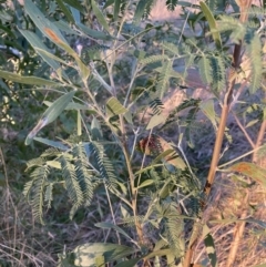 Acacia melanoxylon at Hackett, ACT - 25 Jul 2023