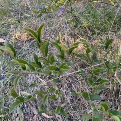Ligustrum sinense (Narrow-leaf Privet, Chinese Privet) at Hackett, ACT - 25 Jul 2023 by waltraud