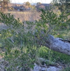 Ligustrum sinense at Hackett, ACT - 25 Jul 2023 04:38 PM