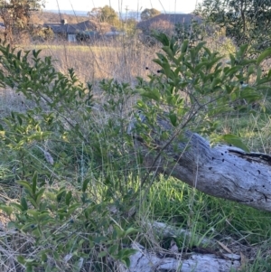 Ligustrum sinense at Hackett, ACT - 25 Jul 2023