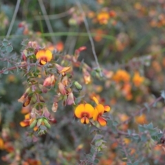 Pultenaea spinosa (Spiny Bush-pea, Grey Bush-pea) at Yass River, NSW - 5 Nov 2021 by 120Acres