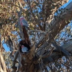 Eolophus roseicapilla (Galah) at Garran, ACT - 25 Jul 2023 by stofbrew