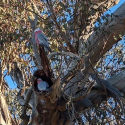 Eolophus roseicapilla (Galah) at Garran, ACT - 26 Jul 2023 by stofbrew