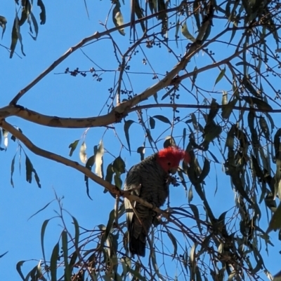 Callocephalon fimbriatum (Gang-gang Cockatoo) at Red Hill, ACT - 25 Jul 2023 by stofbrew