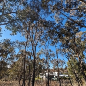 Callocephalon fimbriatum at Red Hill, ACT - suppressed