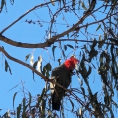 Callocephalon fimbriatum at Red Hill, ACT - suppressed