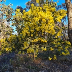 Acacia baileyana at Tuggeranong, ACT - 26 Jul 2023