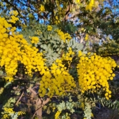 Acacia baileyana at Tuggeranong, ACT - 26 Jul 2023