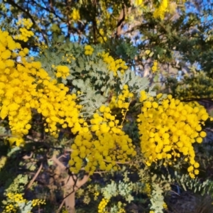 Acacia baileyana at Tuggeranong, ACT - 26 Jul 2023