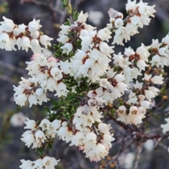 Cryptandra amara (Bitter Cryptandra) at Tuggeranong, ACT - 26 Jul 2023 by Mike