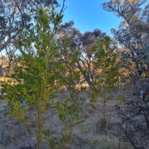 Acacia decurrens at Tuggeranong, ACT - 26 Jul 2023 04:08 PM