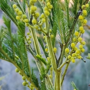 Acacia decurrens at Tuggeranong, ACT - 26 Jul 2023 04:08 PM