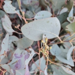 Eucalyptus polyanthemos subsp. polyanthemos (Red Box) at Wanniassa Hill - 26 Jul 2023 by Mike