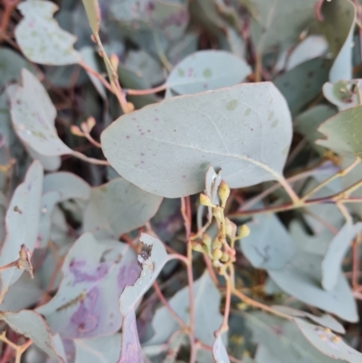 Eucalyptus polyanthemos subsp. polyanthemos (Red Box) at Tuggeranong, ACT - 26 Jul 2023 by Mike