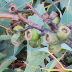 Eucalyptus bridgesiana (Apple Box) at Tuggeranong, ACT - 26 Jul 2023 by Mike