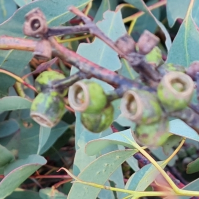 Eucalyptus bridgesiana (Apple Box) at Wanniassa Hill - 26 Jul 2023 by Mike