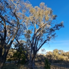 Eucalyptus bridgesiana at Tuggeranong, ACT - 26 Jul 2023 04:03 PM