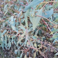 Eucalyptus bridgesiana at Tuggeranong, ACT - 26 Jul 2023 04:03 PM