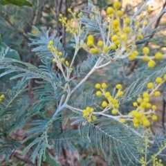 Acacia dealbata subsp. dealbata (Silver Wattle) at Tuggeranong, ACT - 26 Jul 2023 by Mike