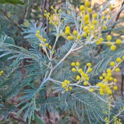 Acacia dealbata subsp. dealbata (Silver Wattle) at Tuggeranong, ACT - 26 Jul 2023 by Mike