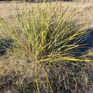 Lomandra multiflora at Tuggeranong, ACT - 26 Jul 2023 03:49 PM