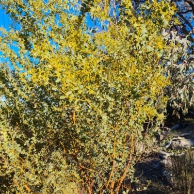 Acacia cultriformis (Knife Leaf Wattle) at Tuggeranong, ACT - 26 Jul 2023 by Mike