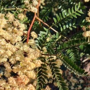 Acacia terminalis at Tuggeranong, ACT - 26 Jul 2023 03:40 PM