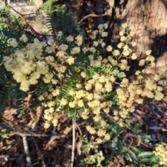 Acacia terminalis at Tuggeranong, ACT - 26 Jul 2023 03:40 PM
