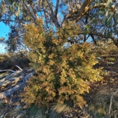 Acacia terminalis at Tuggeranong, ACT - 26 Jul 2023 03:40 PM