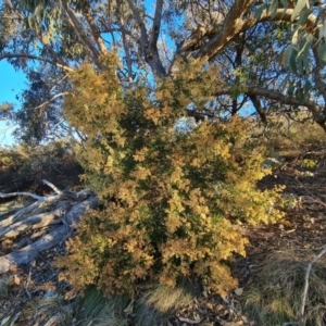 Acacia terminalis at Tuggeranong, ACT - 26 Jul 2023 03:40 PM