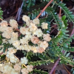 Acacia terminalis at Tuggeranong, ACT - 26 Jul 2023 03:40 PM