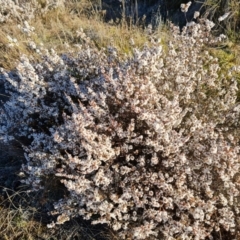 Leucopogon attenuatus (Small-leaved Beard Heath) at Tuggeranong, ACT - 26 Jul 2023 by Mike