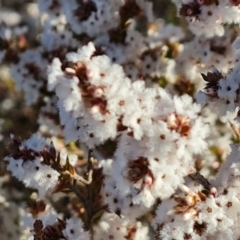 Leucopogon attenuatus at Tuggeranong, ACT - 26 Jul 2023