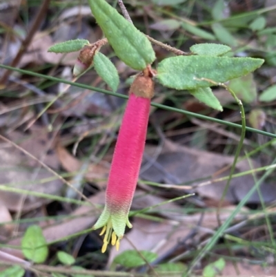 Correa reflexa (Common Correa, Native Fuchsia) at Jerrawangala, NSW - 13 Jul 2023 by AnneG1