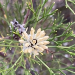 Petrophile pulchella (Conesticks) at Hyams Beach, NSW - 20 Jul 2023 by AnneG1