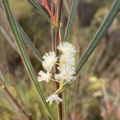 Acacia suaveolens (Sweet Wattle) at Hyams Beach, NSW - 20 Jul 2023 by AnneG1