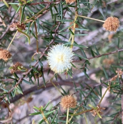 Acacia ulicifolia (Prickly Moses) at Vincentia, NSW - 20 Jul 2023 by AnneG1