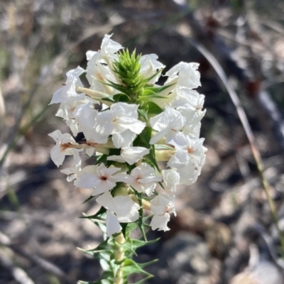 Woollsia pungens at Vincentia, NSW - 22 Jul 2023 by AnneG1