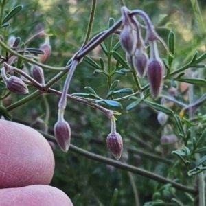 Clematis leptophylla at Belconnen, ACT - 25 Jul 2023 09:22 AM